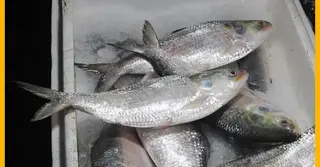 বরিশালে ঈদের পর মাছের বাজার চড়া